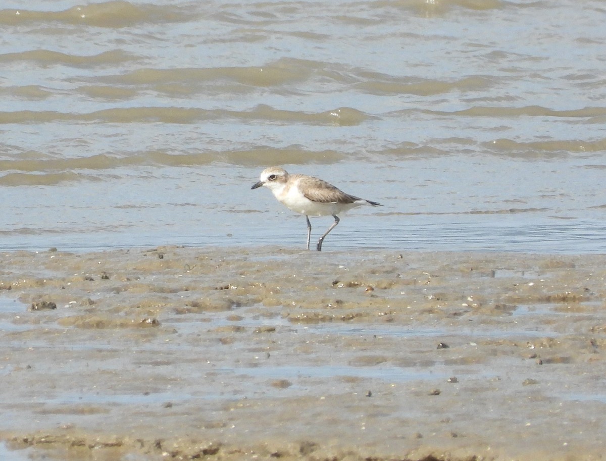 Siberian Sand-Plover - ML623975488