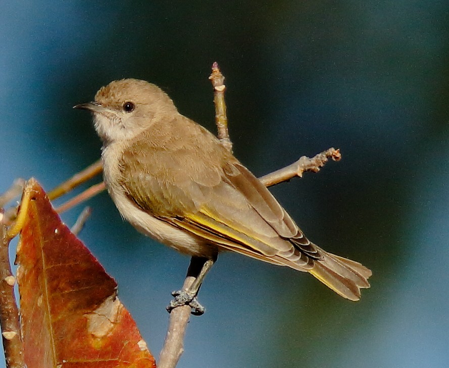 Rufous-throated Honeyeater - ML623975489