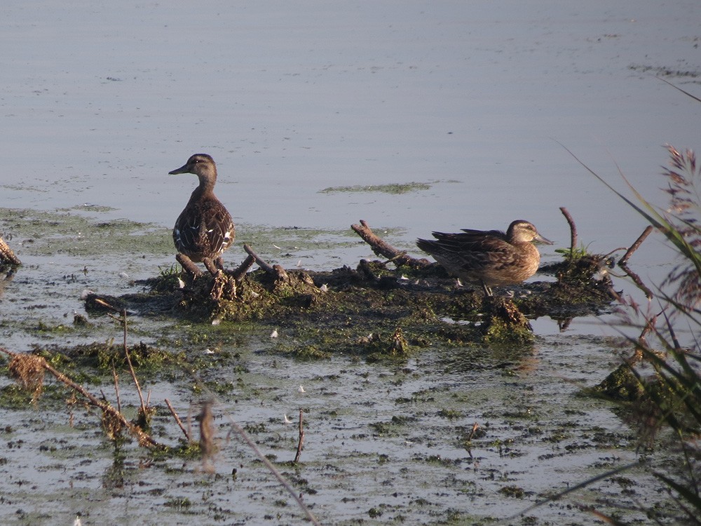 Garganey - ML623975491