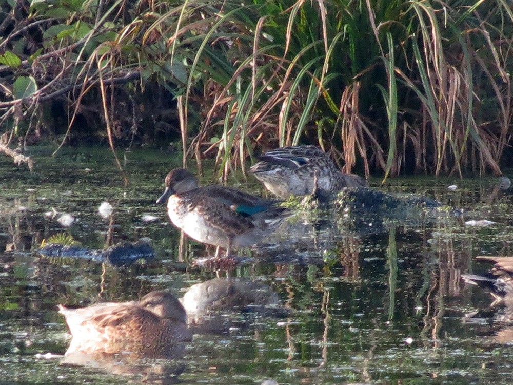 Green-winged Teal - ML623975495