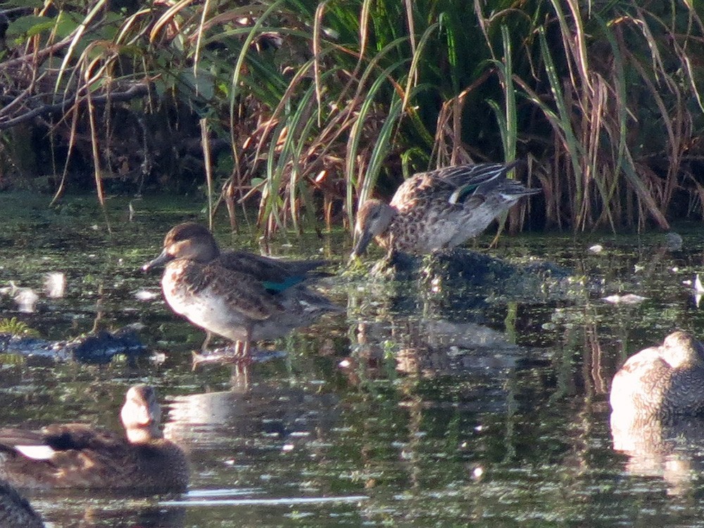 Green-winged Teal - ML623975496