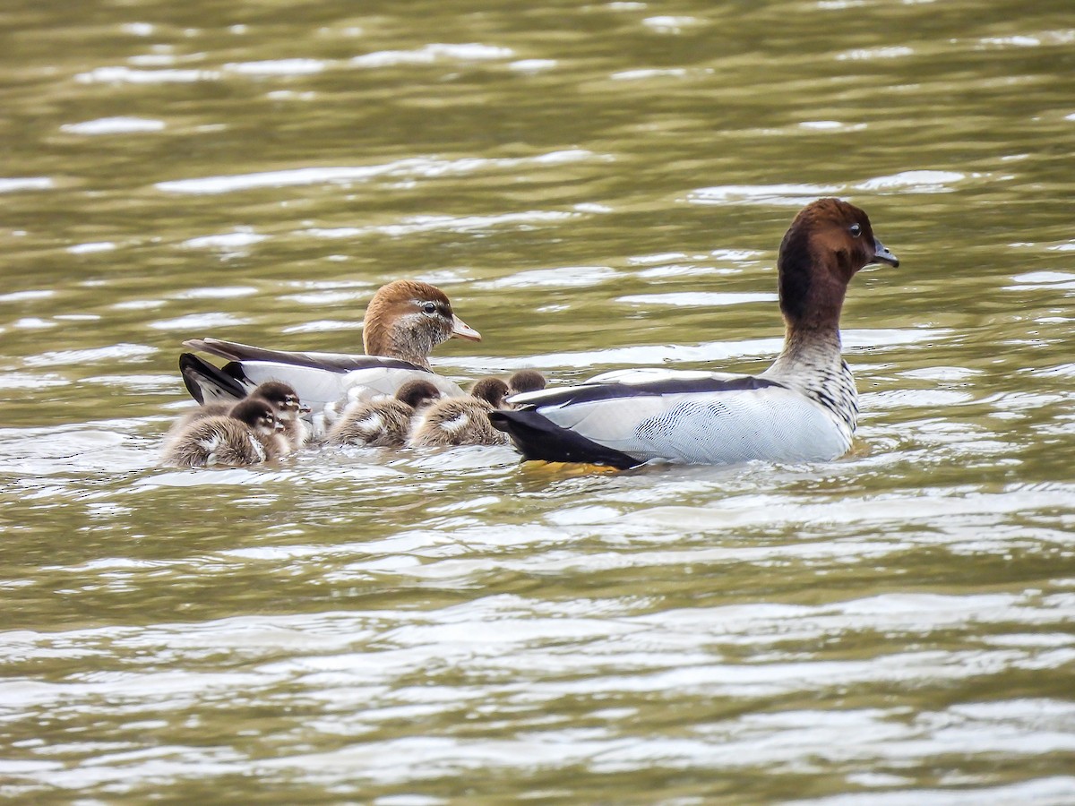 Maned Duck - ML623975497