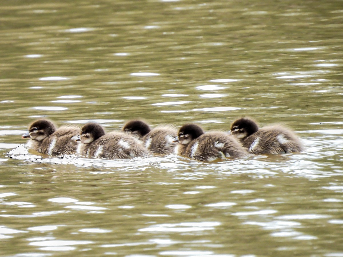 Maned Duck - ML623975498