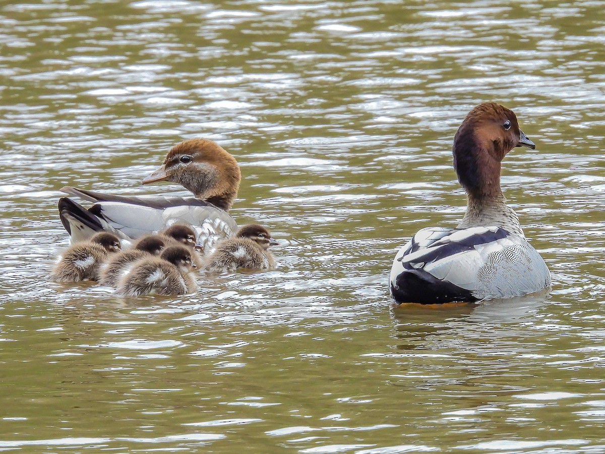 Maned Duck - ML623975499