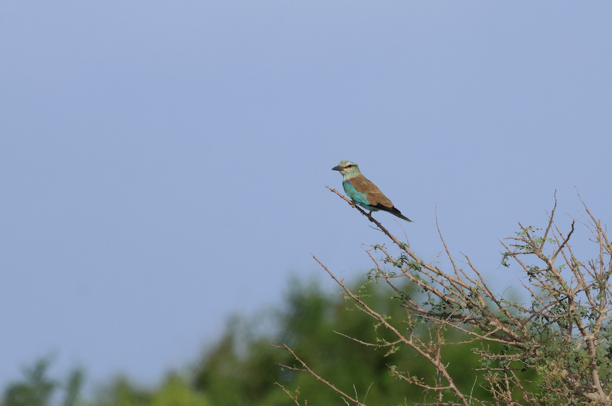 European Roller - ML623975501