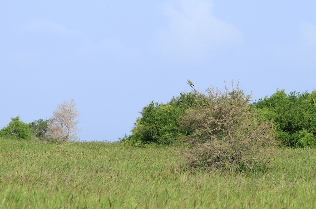 European Roller - ML623975502