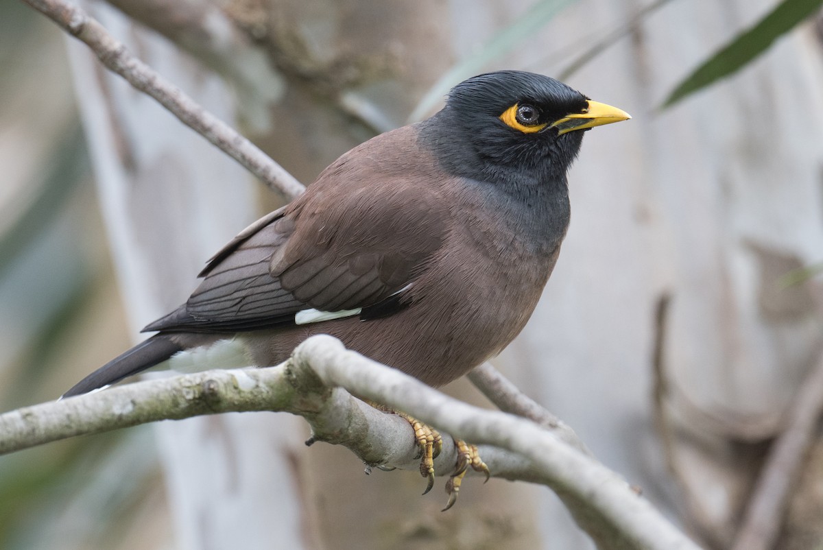 Common Myna - ML623975503