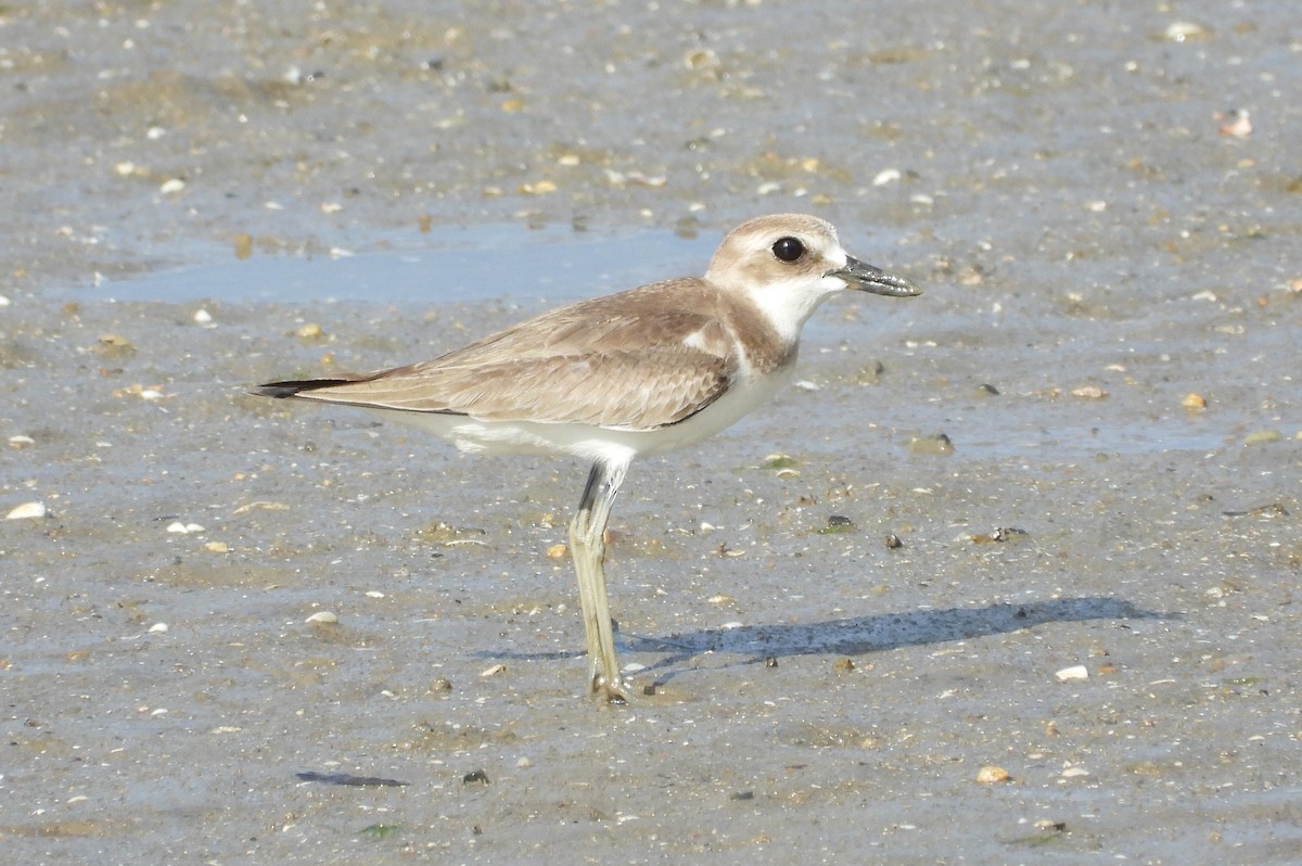 Greater Sand-Plover - ML623975513