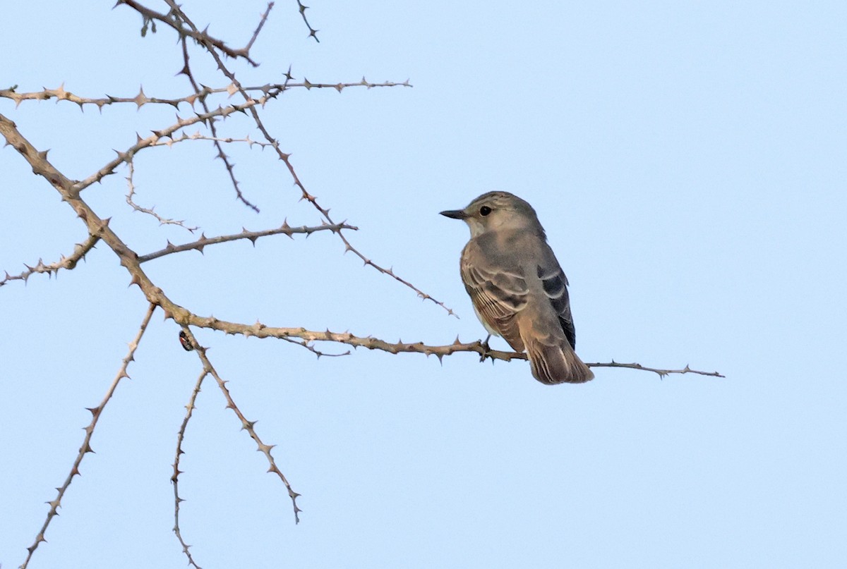 Spotted Flycatcher - ML623975514