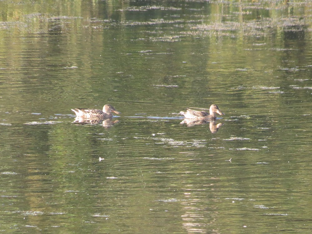 Northern Shoveler - ML623975515