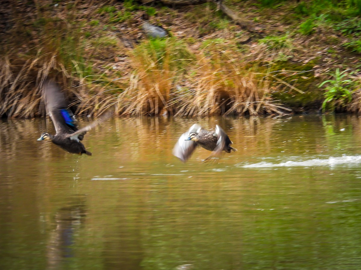 Pacific Black Duck - ML623975517