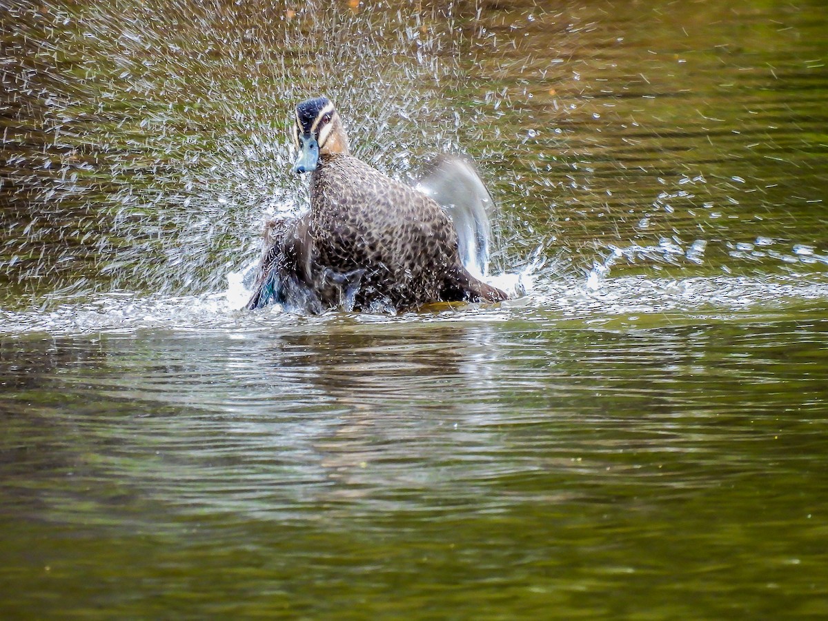 Pacific Black Duck - ML623975518