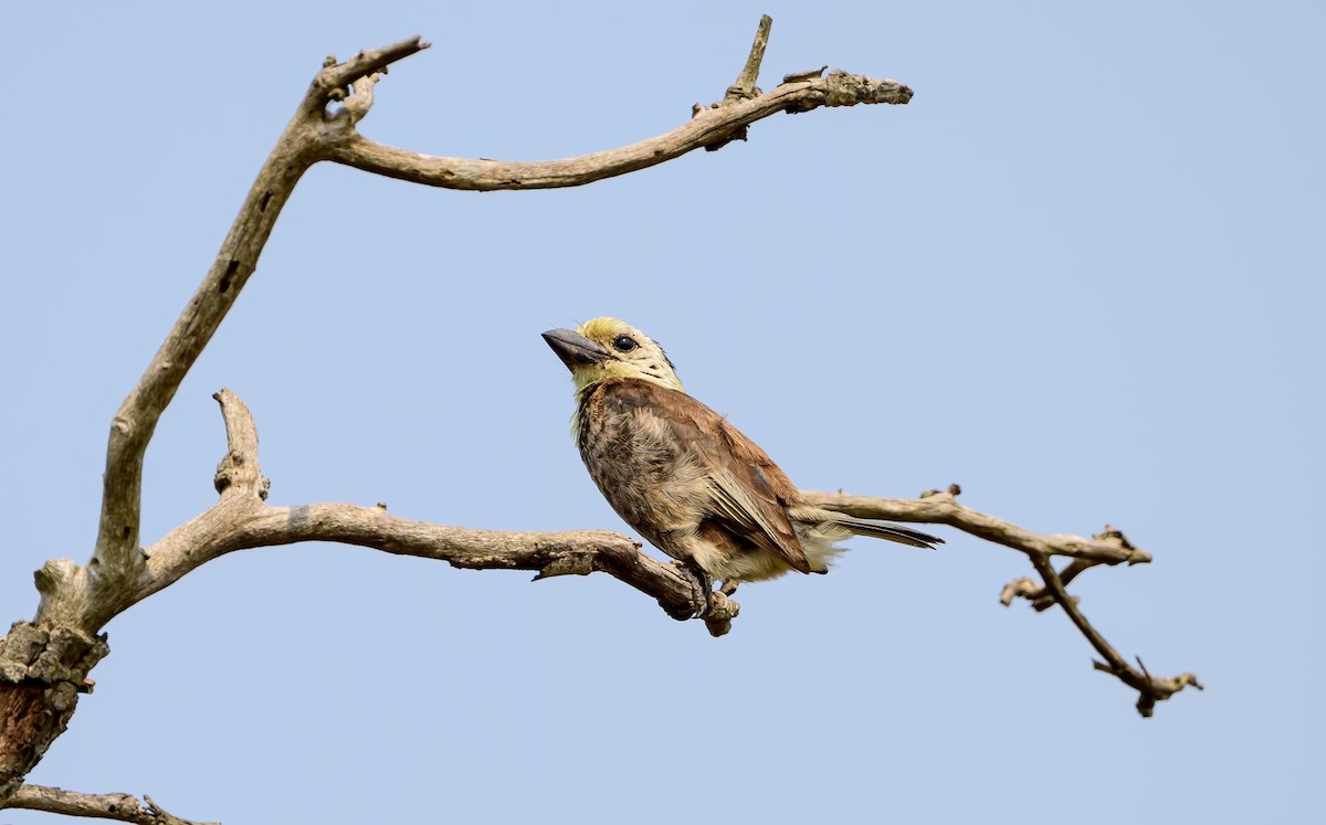 Anchieta's Barbet - ML623975519