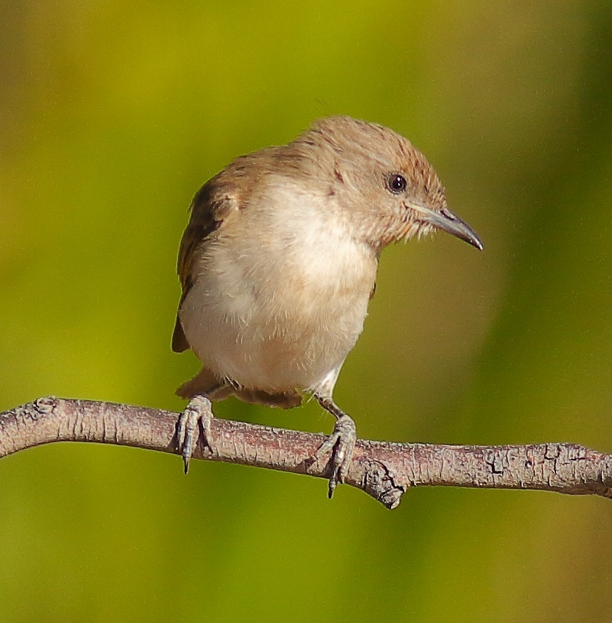 Rufous-throated Honeyeater - ML623975520