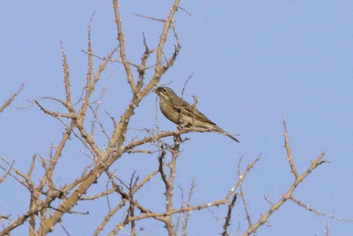 גיבתון הרים - ML623975521