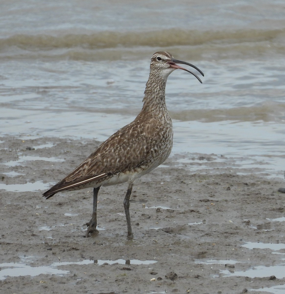 Whimbrel - Adrian Walsh