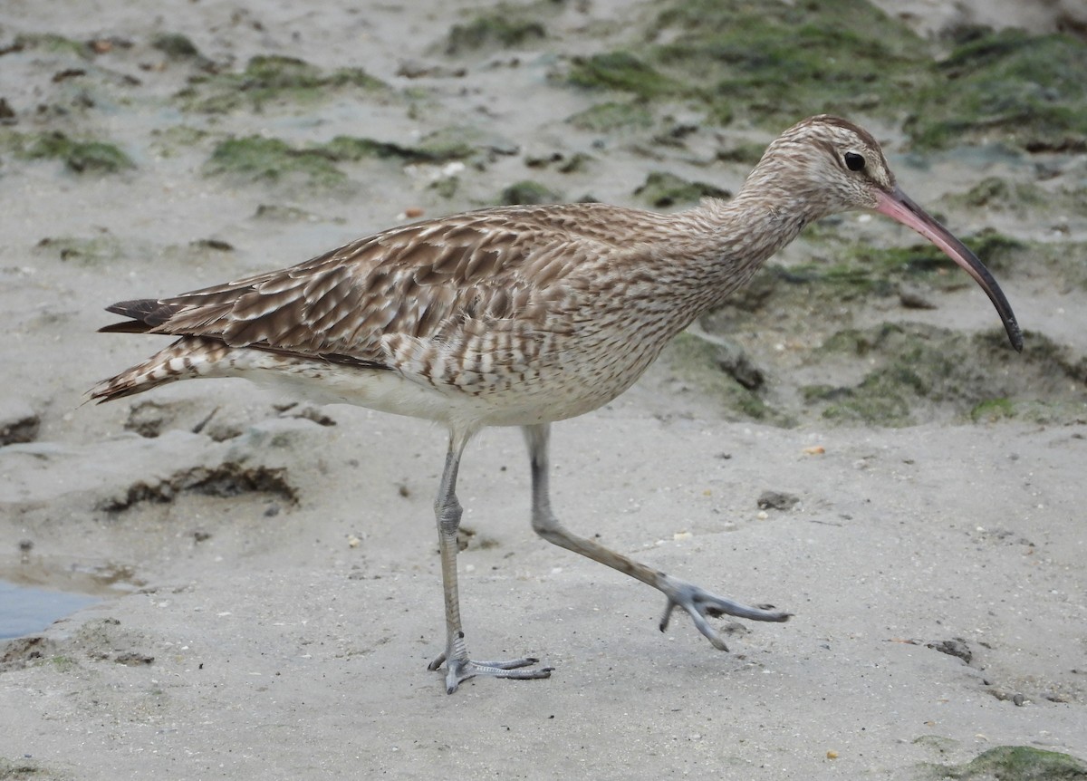 Whimbrel - ML623975523