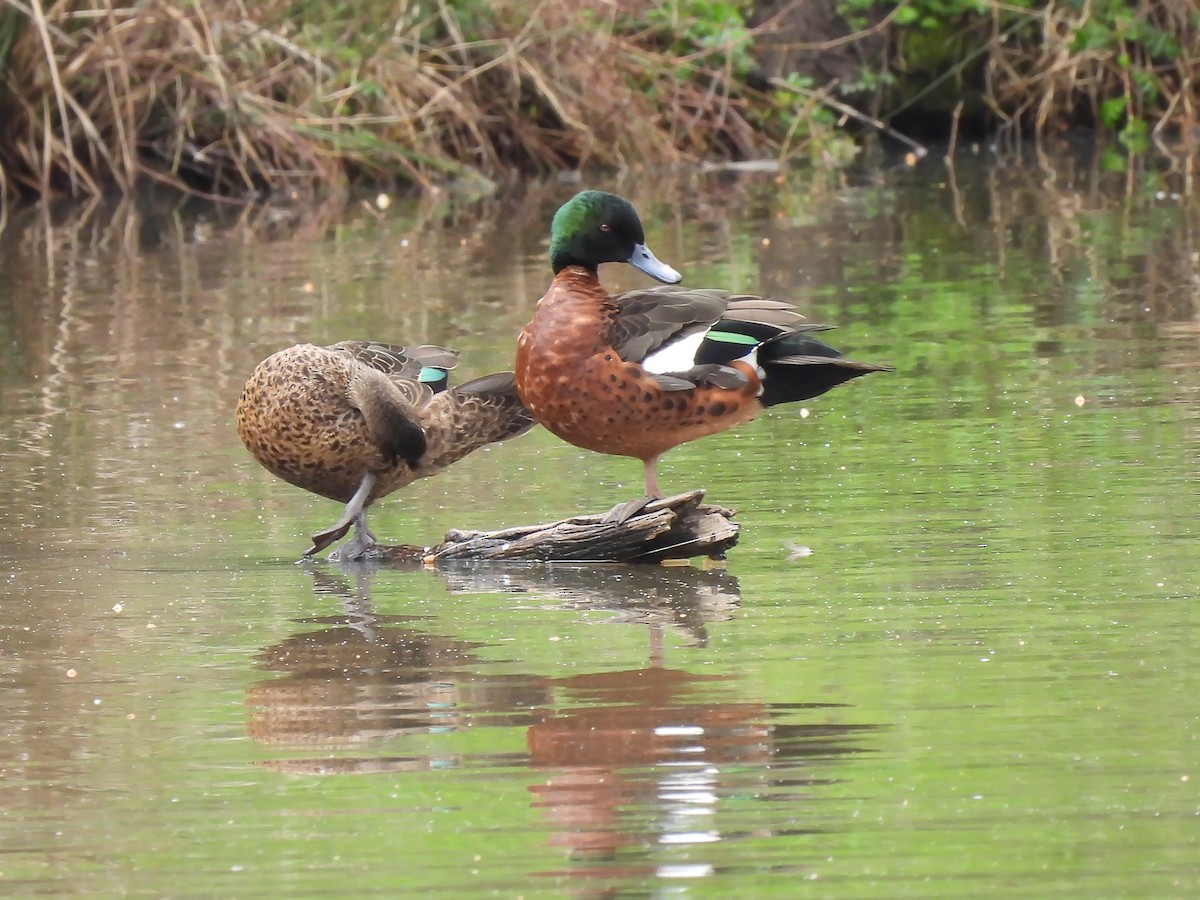 Chestnut Teal - ML623975524