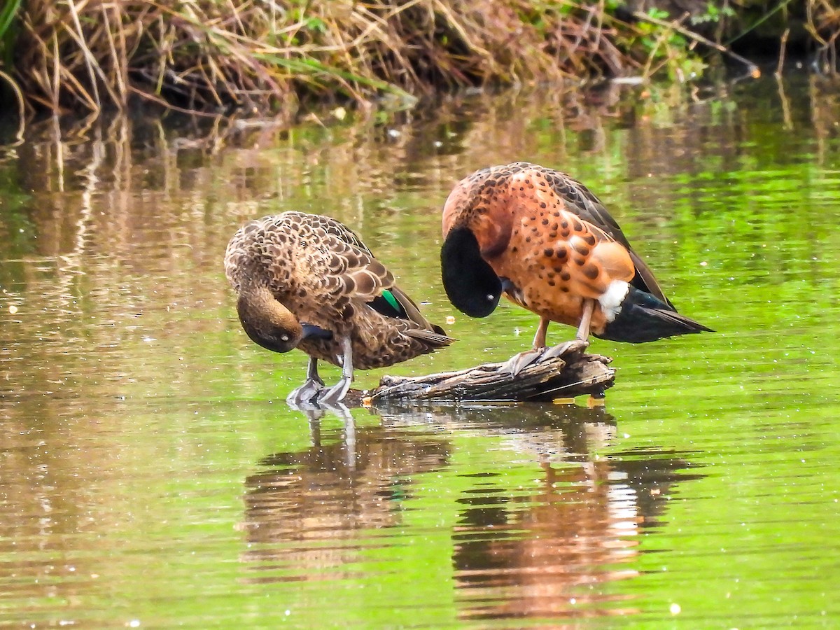 Chestnut Teal - ML623975525