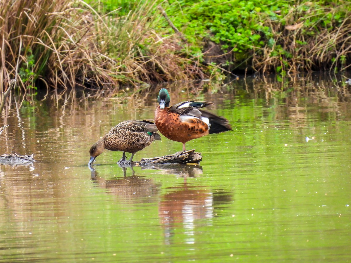 Chestnut Teal - ML623975526