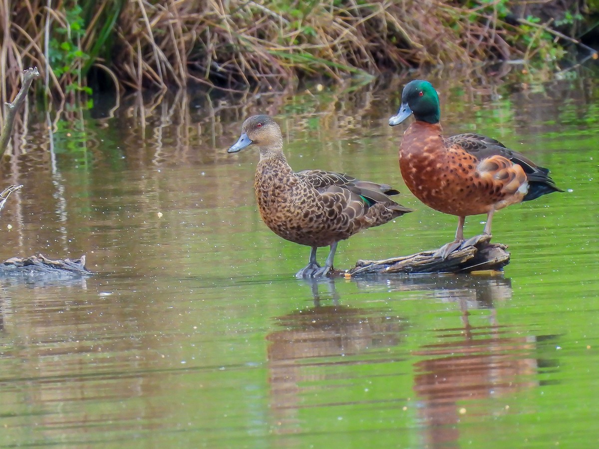 Chestnut Teal - ML623975527