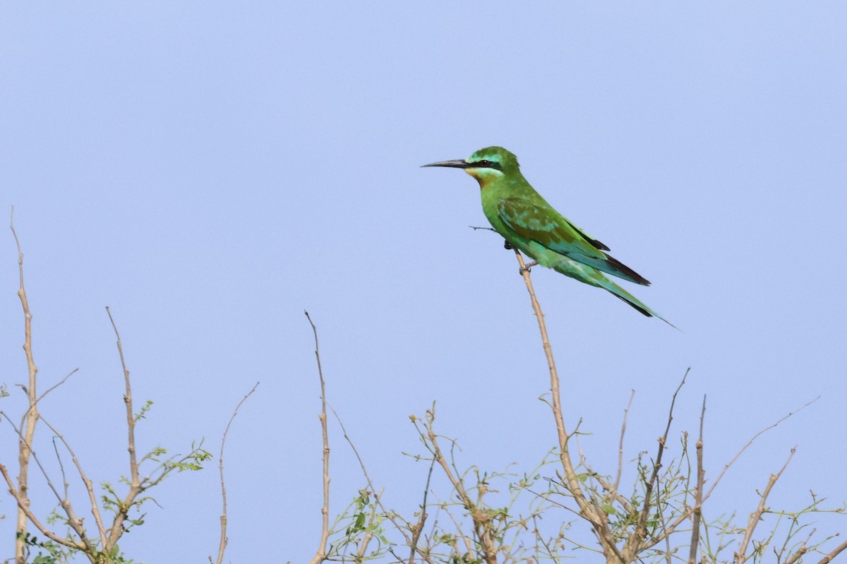 Blue-cheeked Bee-eater - ML623975528