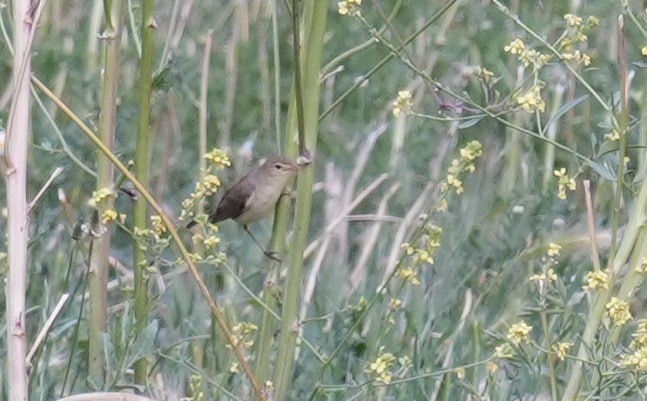 Melodious Warbler - ML623975529