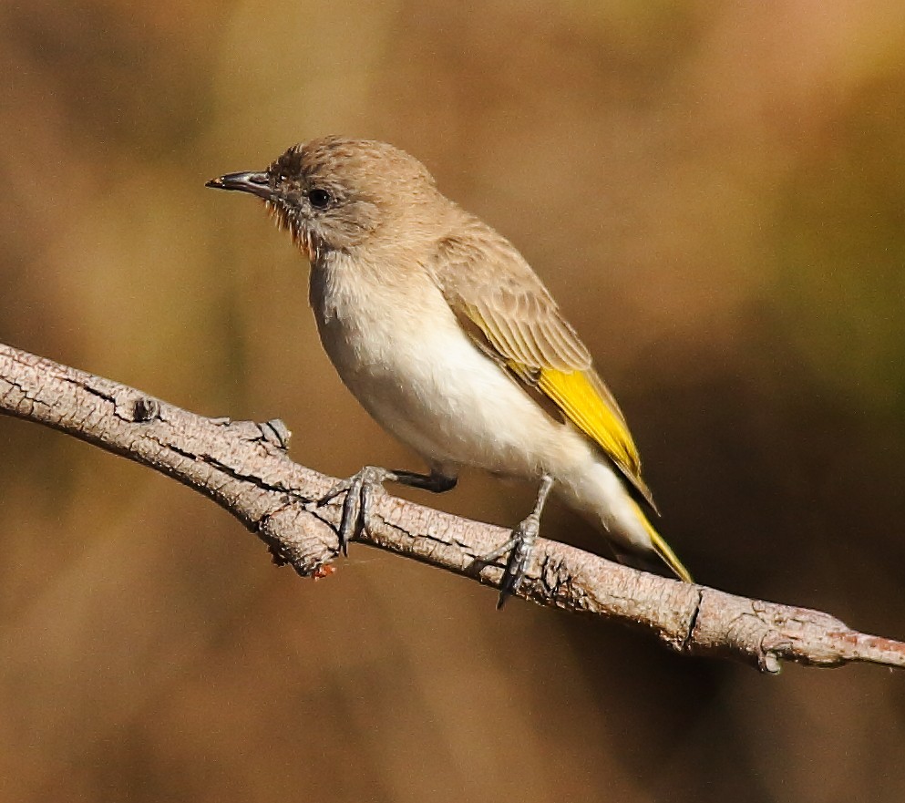 Rufous-throated Honeyeater - ML623975530