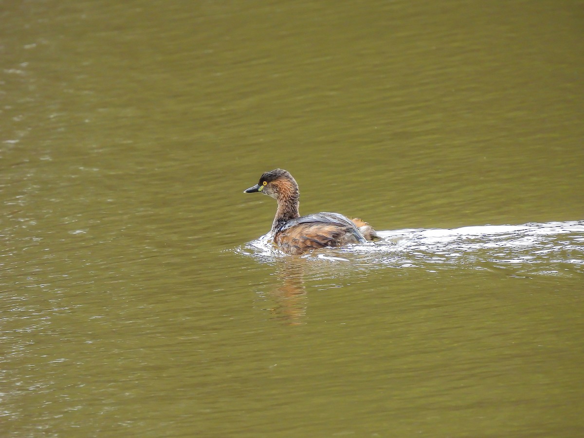 Australasian Grebe - ML623975531