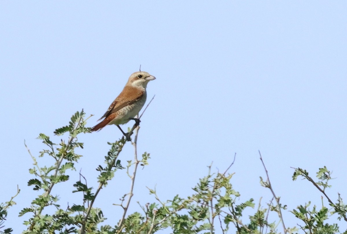 Red-backed Shrike - ML623975533