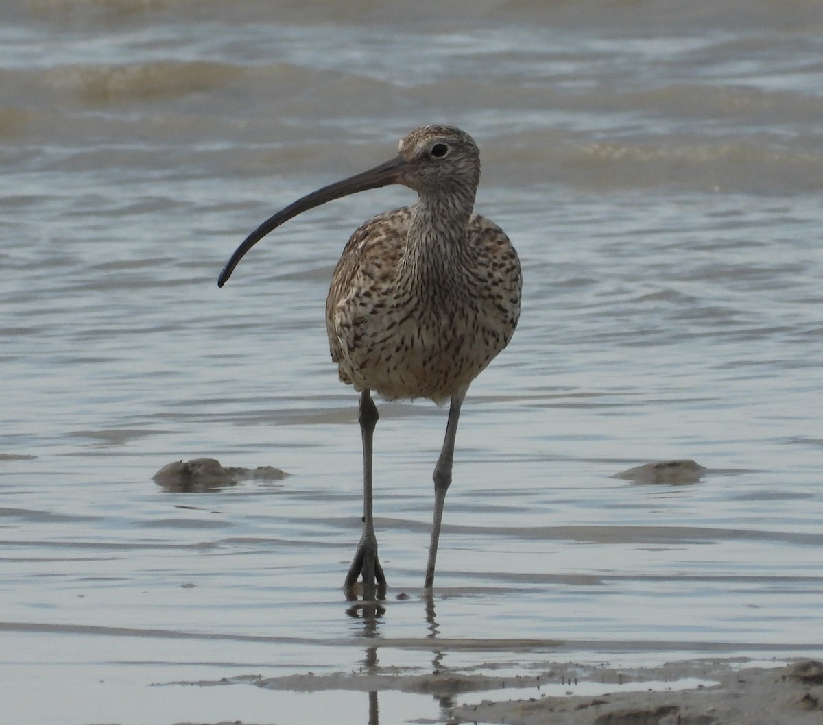 Far Eastern Curlew - ML623975534