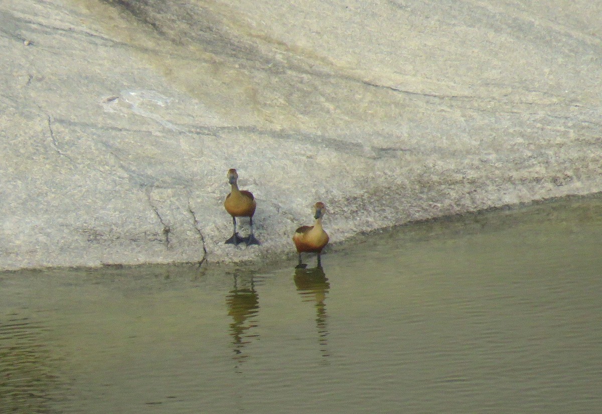 Lesser Whistling-Duck - ML623975535