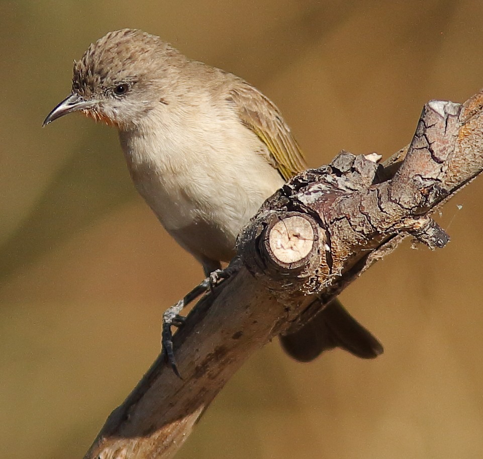 Rufous-throated Honeyeater - ML623975536