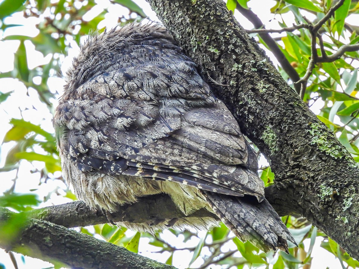 Tawny Frogmouth - ML623975539