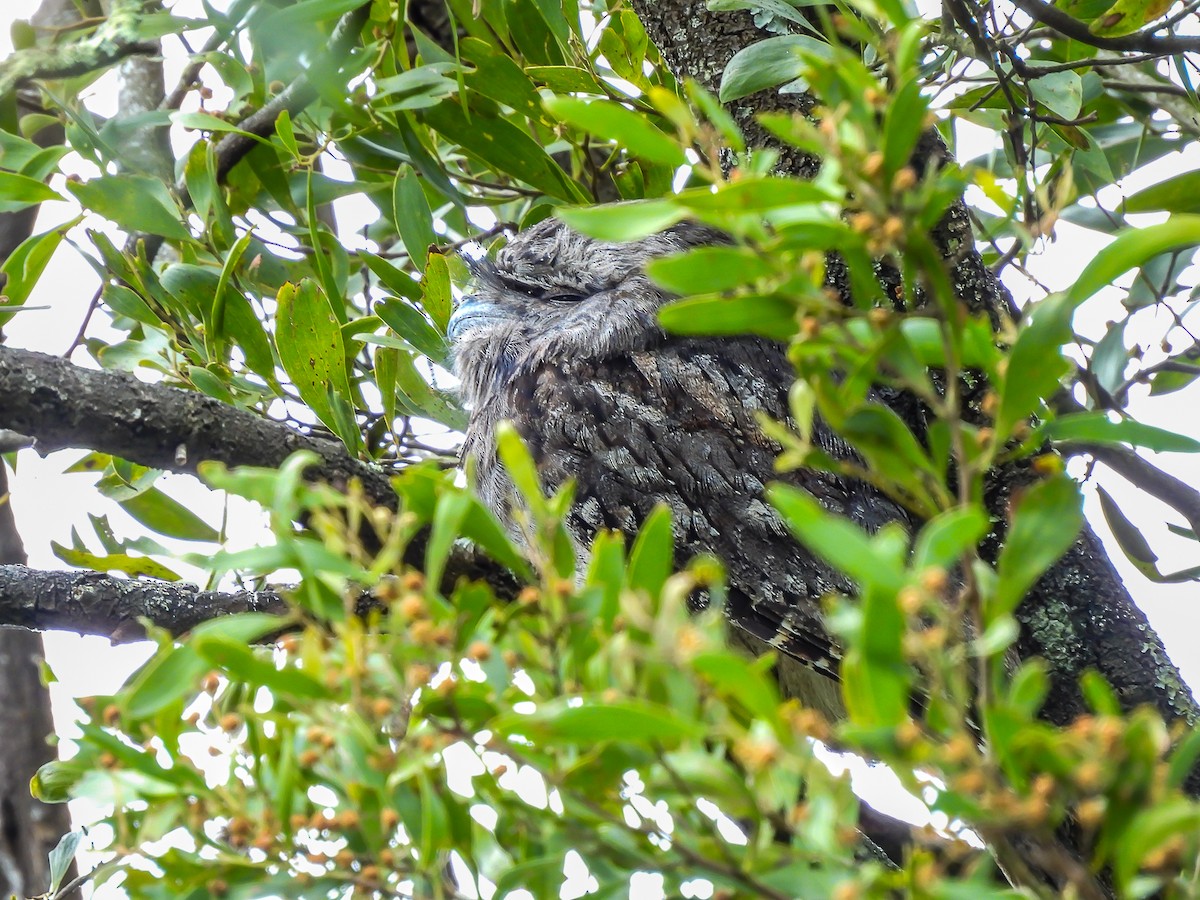 Tawny Frogmouth - ML623975540