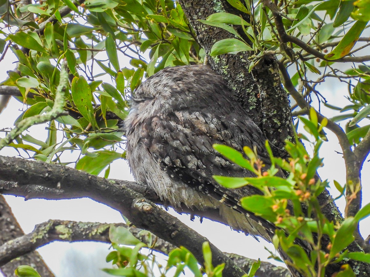 Tawny Frogmouth - ML623975541