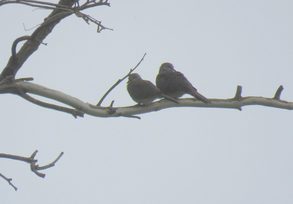 Spotted Dove - ML623975542