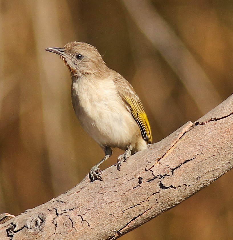 Rufous-throated Honeyeater - ML623975543