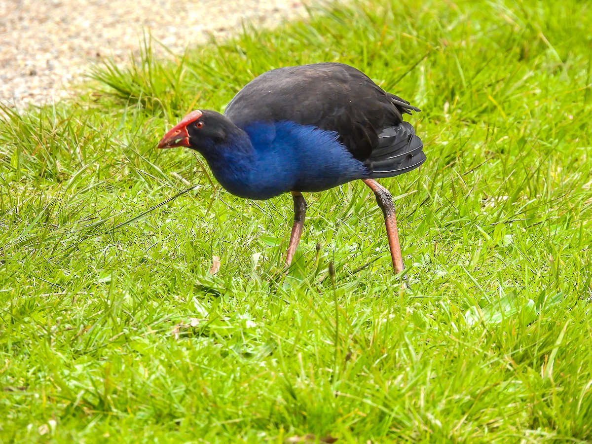 Australasian Swamphen - ML623975545