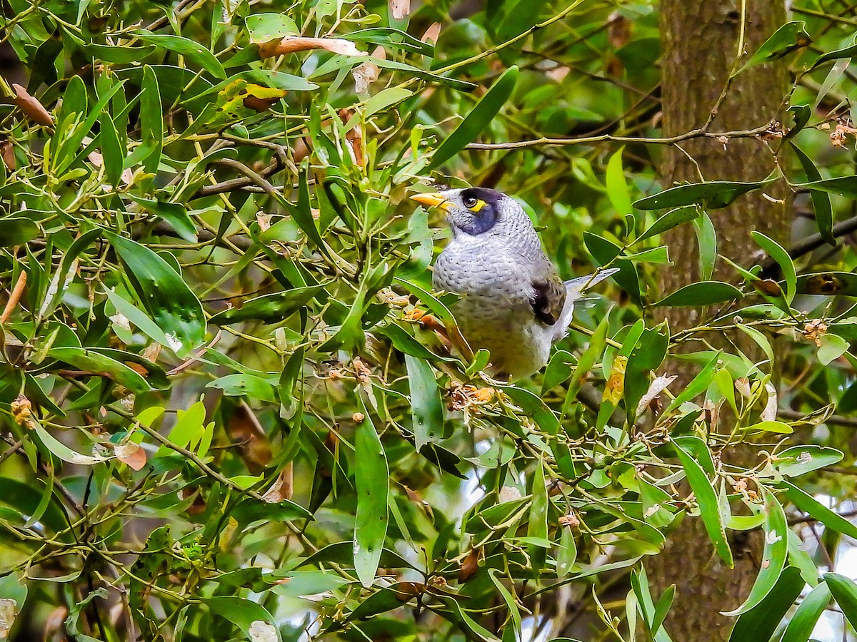 Weißstirn-Schwatzvogel - ML623975546