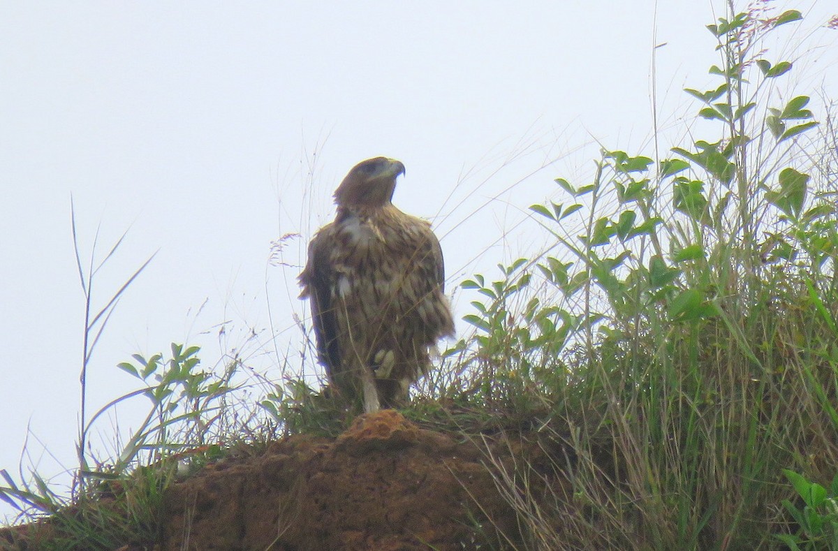 Bonelli's Eagle - Deepa Mohan