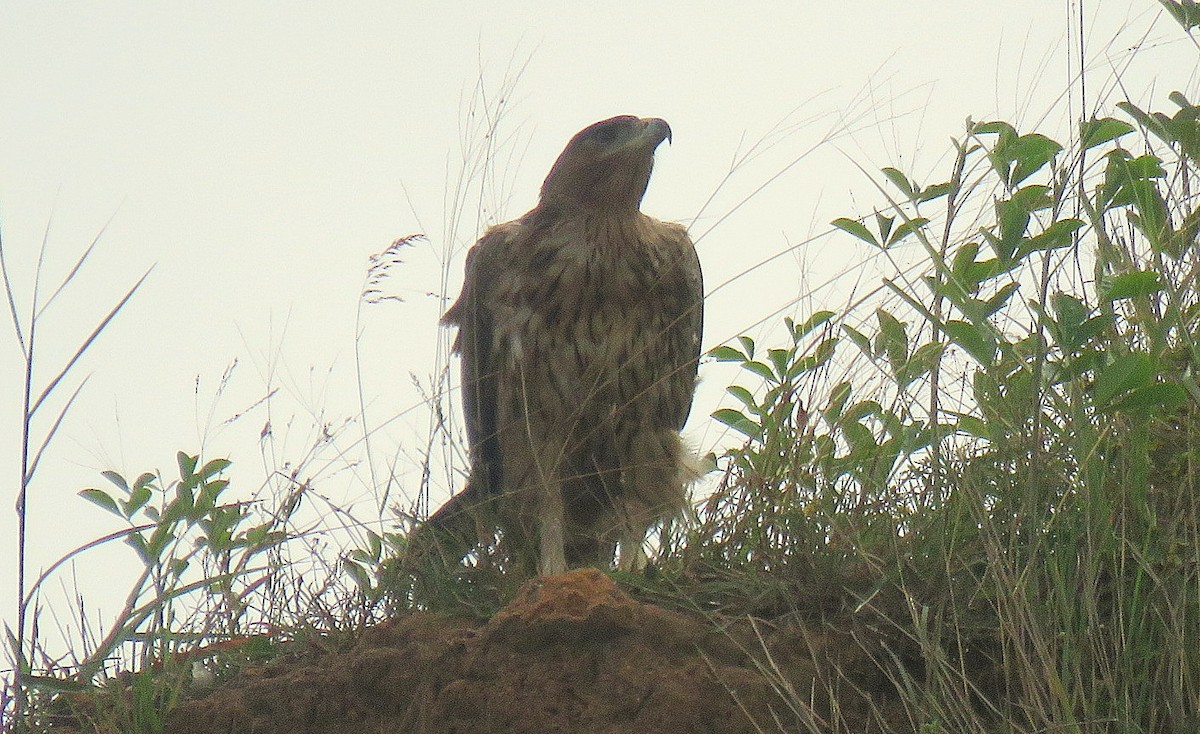 Aigle de Bonelli - ML623975549