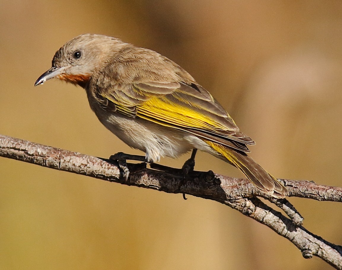 Rufous-throated Honeyeater - ML623975550