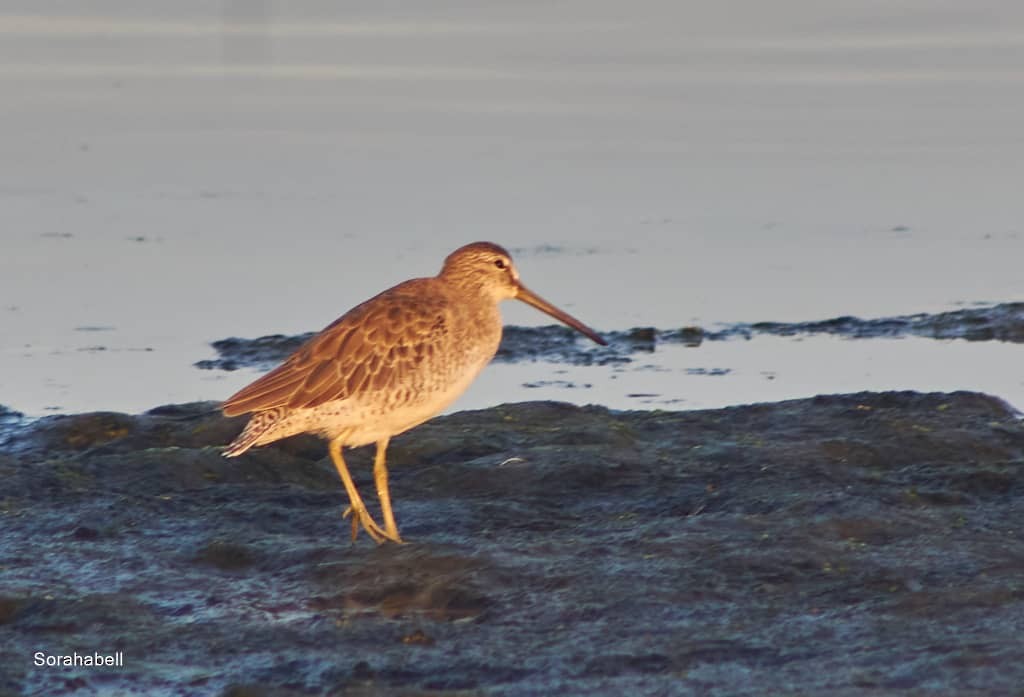 kortnebbekkasinsnipe - ML623975551