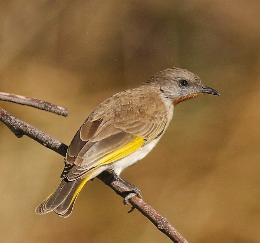 Rufous-throated Honeyeater - ML623975552