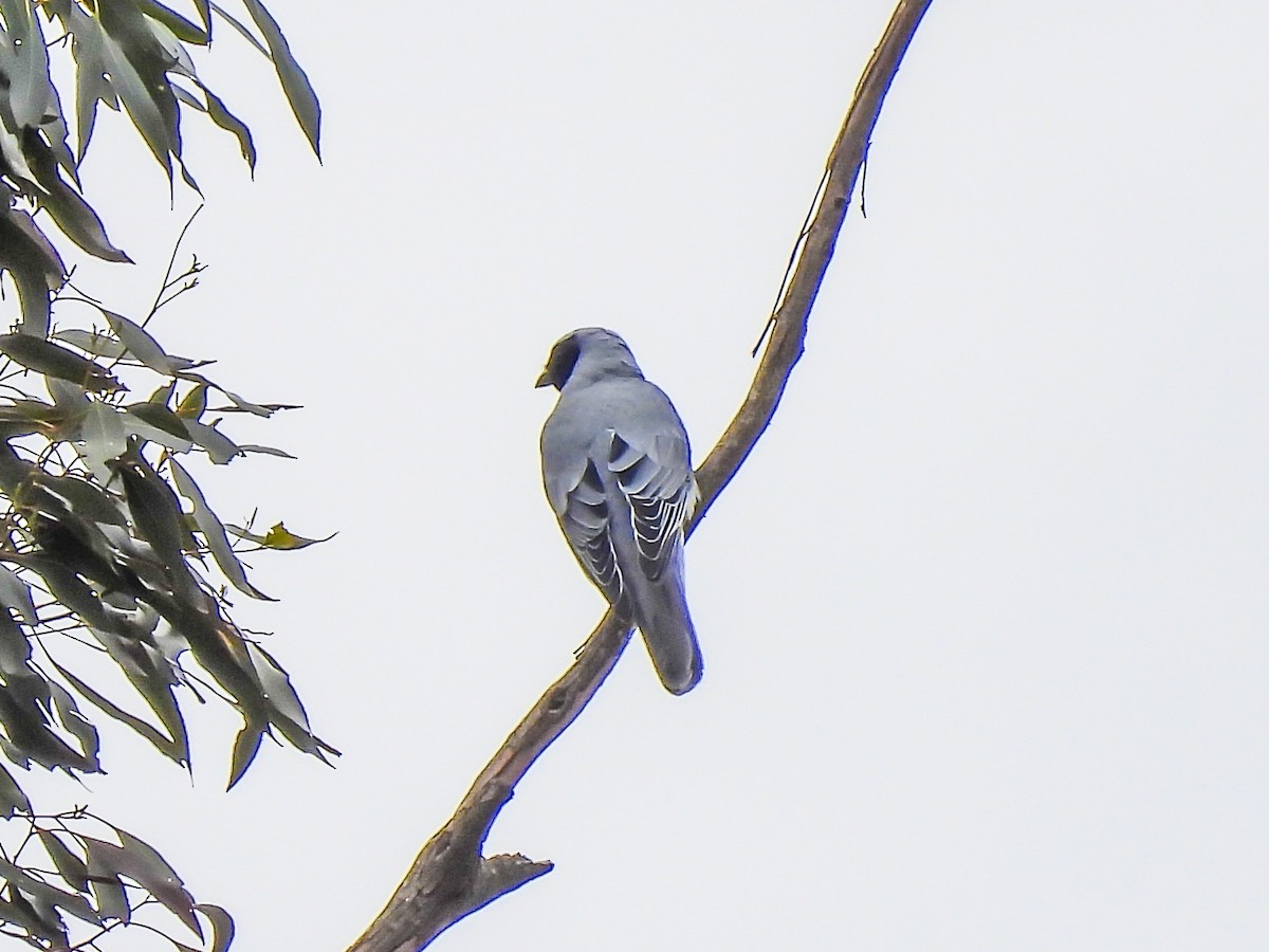 Black-faced Cuckooshrike - ML623975553