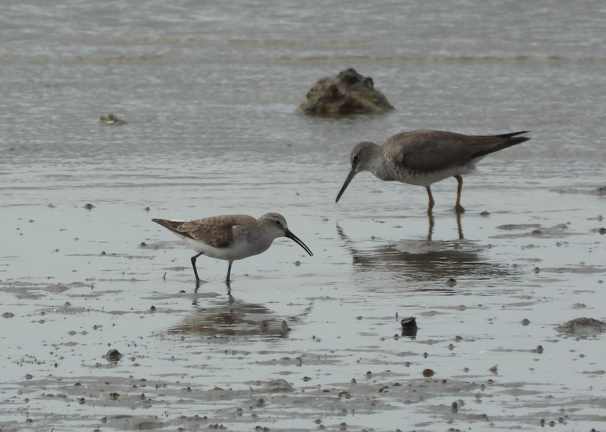 Curlew Sandpiper - ML623975556