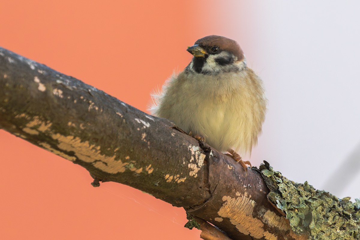 Eurasian Tree Sparrow - ML623975558