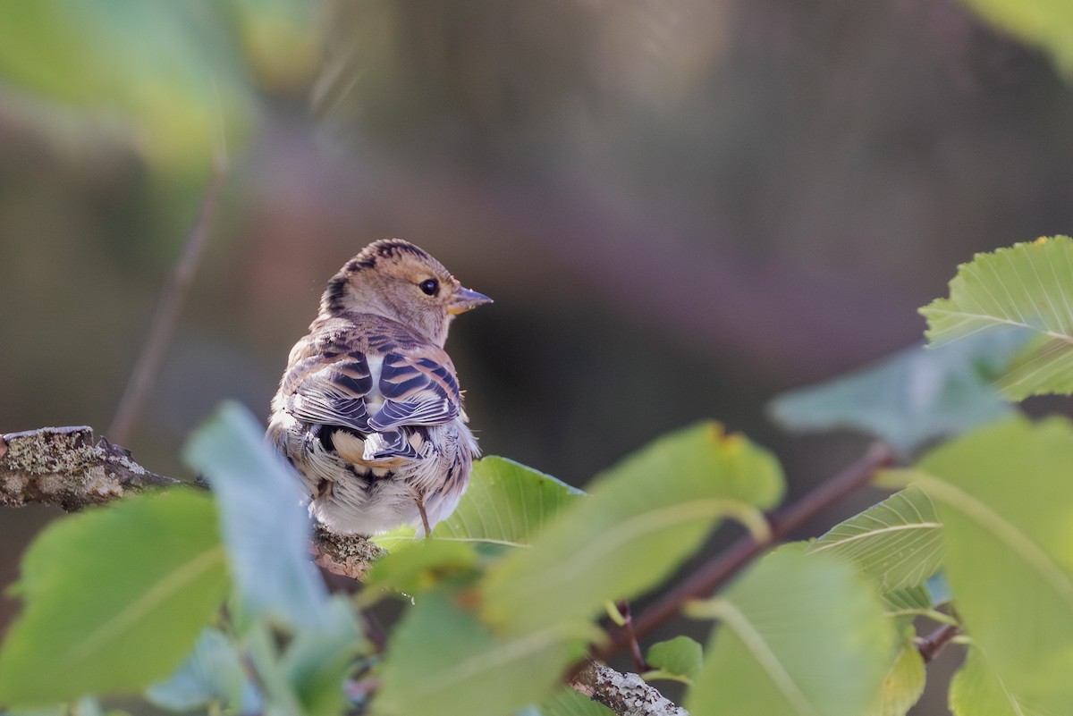 Brambling - ML623975560