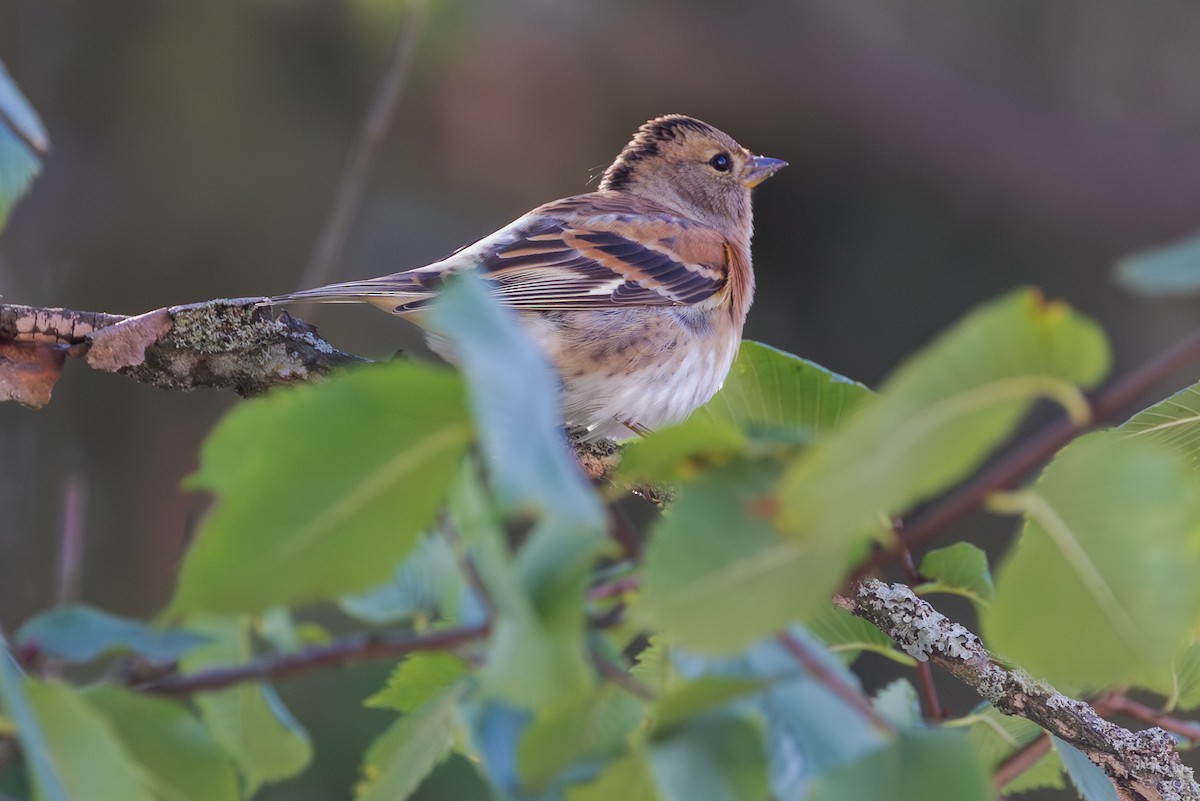 Brambling - ML623975561